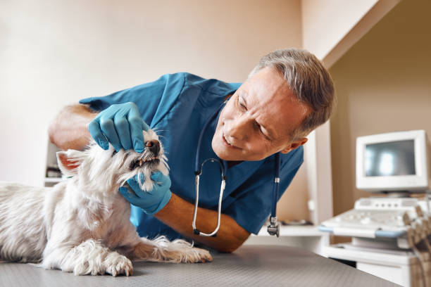 Best Mobile Emergency Dentist in Wyoming, PA